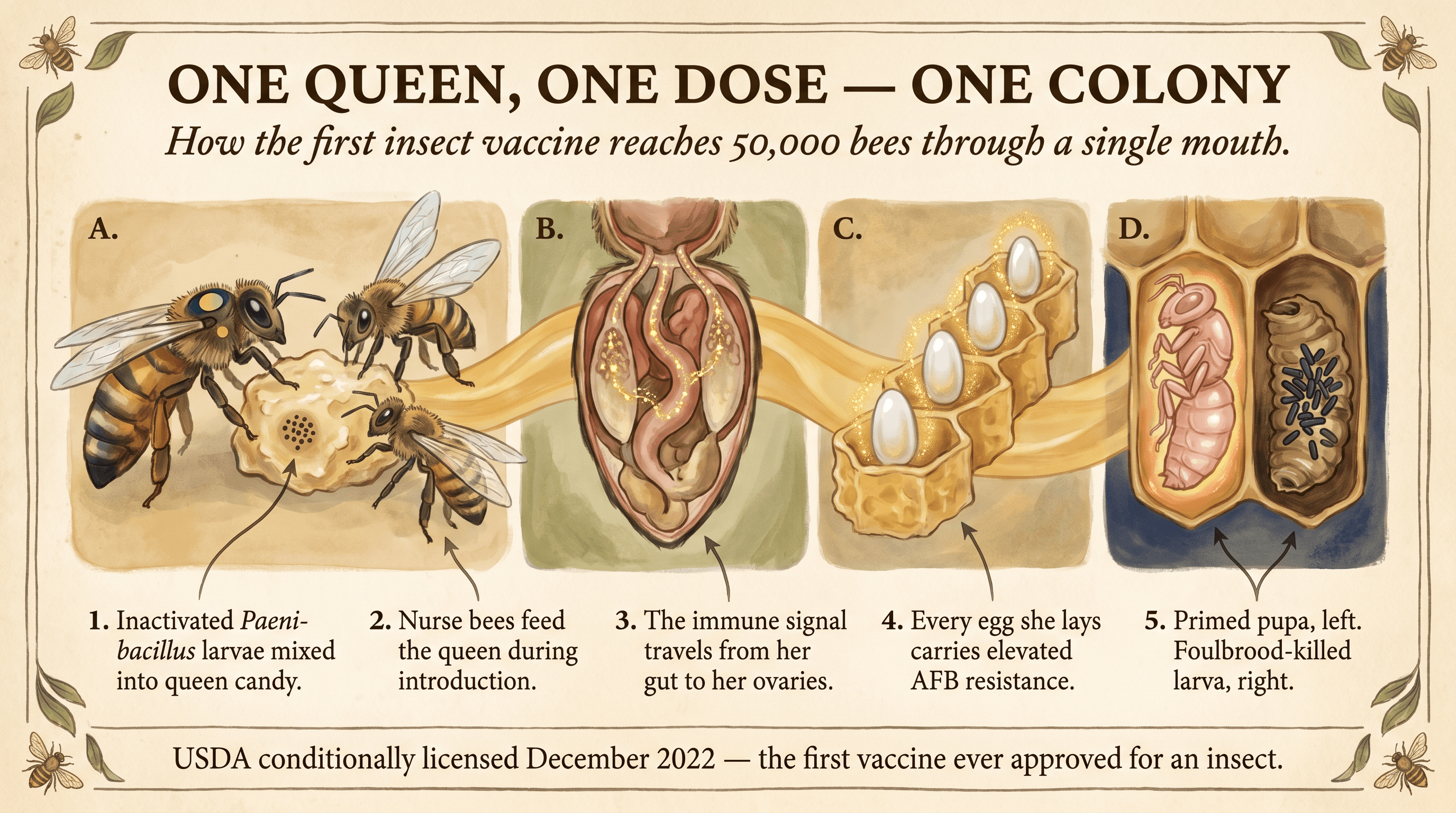 A wide painterly poster in honey-gold and olive tones laid out as four side-by-side panels: a queen bee being fed medicated candy by two nurse bees on the left, an anatomical cross-section of her ovaries next to it, a row of glowing eggs in comb beside that, and a side-by-side comparison of a healthy capped pupa next to a foulbrood-killed larva on the right, with numbered labels along the bottom explaining how a single queen's dose carries American Foulbrood immunity to her entire brood.