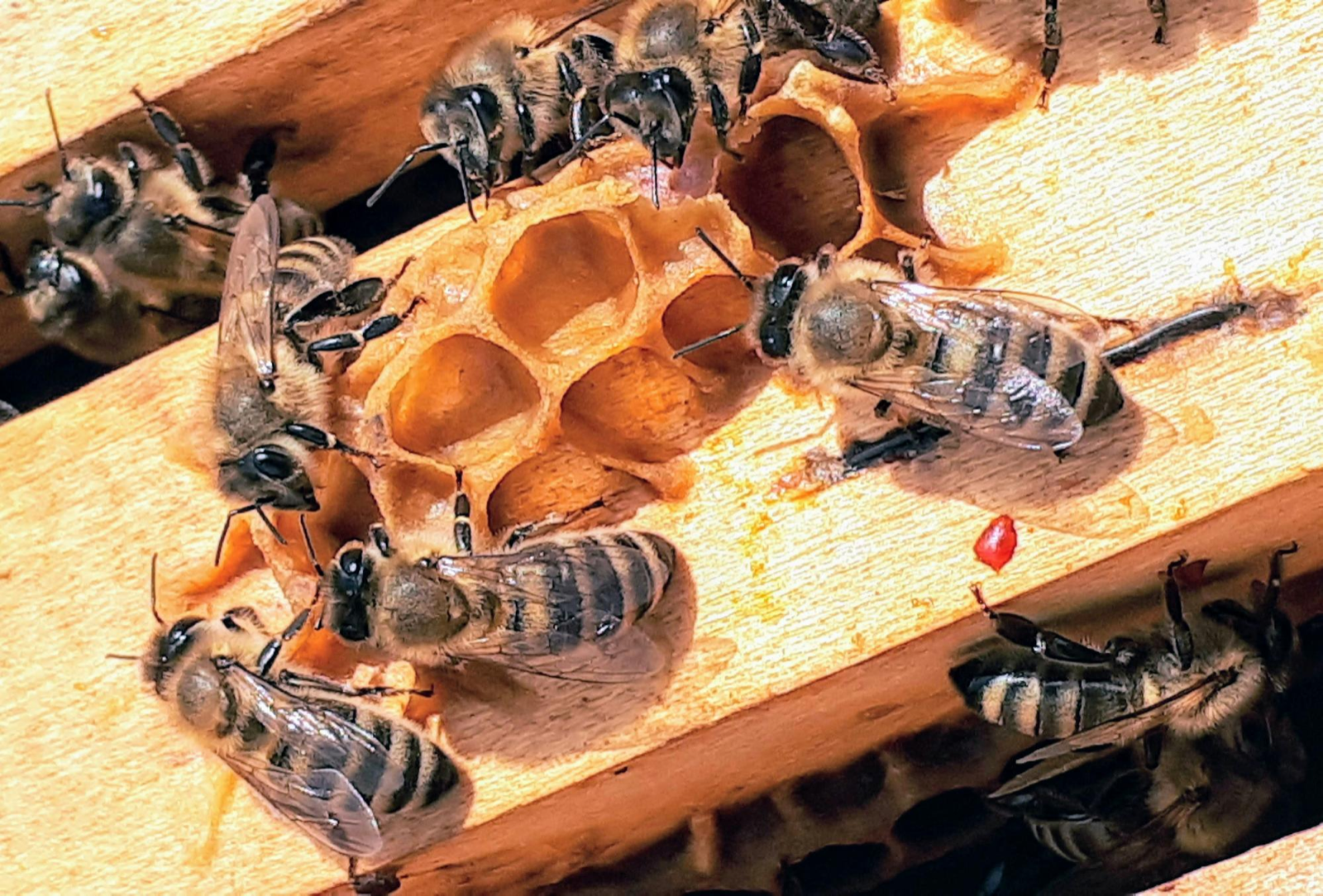 Close-up of worker bees on capped brood comb, the part of the hive a temperature sensor monitors