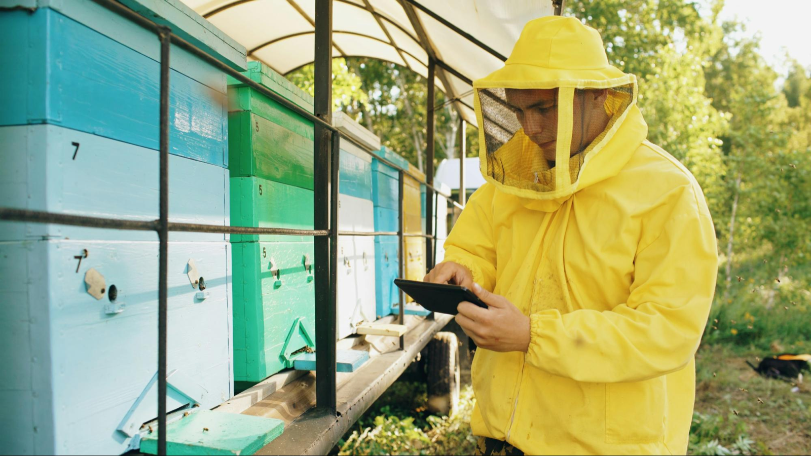A beekeeper using a tablet to inspect a long row of colorful hives in an apiary.