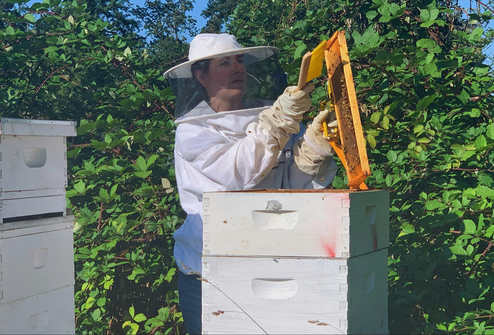 A beekeeper lifting a frame to inspect the brood nest by eye